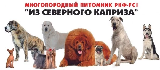 Питомник Первомайский каприз собак. Многопородный клуб"супермимики". Каприз северный